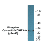 Western Blot - Calsenilin (phospho Ser63) Cell Based ELISA Kit (CBP1402) - Antibodies.com