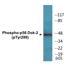 Western Blot - p56 Dok-2 (phospho Tyr299) Cell Based ELISA Kit (CBP1531) - Antibodies.com