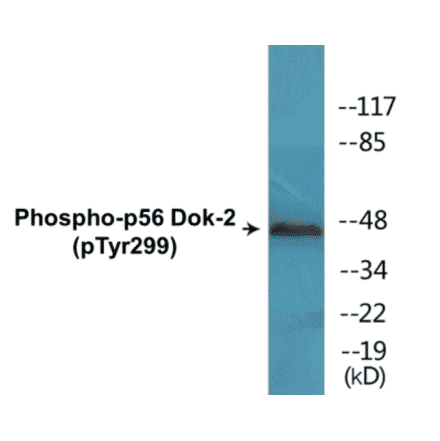 Western Blot - p56 Dok-2 (phospho Tyr299) Cell Based ELISA Kit (CBP1531) - Antibodies.com