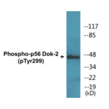 Western Blot - p56 Dok-2 (phospho Tyr299) Cell Based ELISA Kit (CBP1531) - Antibodies.com