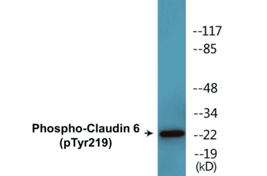 Western Blot - Claudin 6 (phospho Tyr219) Cell Based ELISA Kit (CBP1813) - Antibodies.com