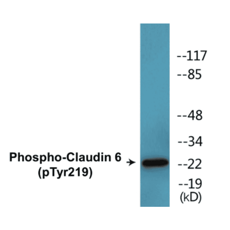 Western Blot - Claudin 6 (phospho Tyr219) Cell Based ELISA Kit (CBP1813) - Antibodies.com