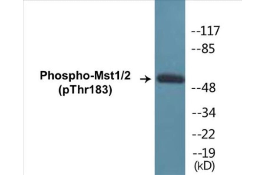 Western Blot - Mst1 + 2 (phospho Thr183) Cell Based ELISA Kit (CBP1262) - Antibodies.com
