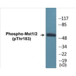 Western Blot - Mst1 + 2 (phospho Thr183) Cell Based ELISA Kit (CBP1262) - Antibodies.com