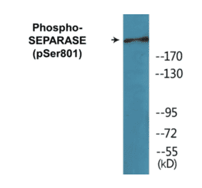 Western Blot - SEPARASE (phospho Ser801) Cell Based ELISA Kit (CBP1079) - Antibodies.com