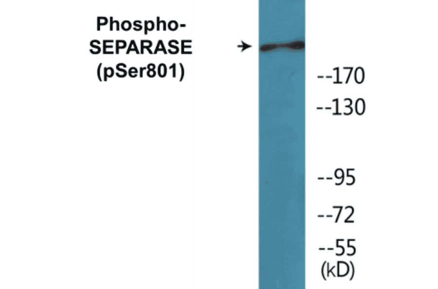 Western Blot - SEPARASE (phospho Ser801) Cell Based ELISA Kit (CBP1079) - Antibodies.com