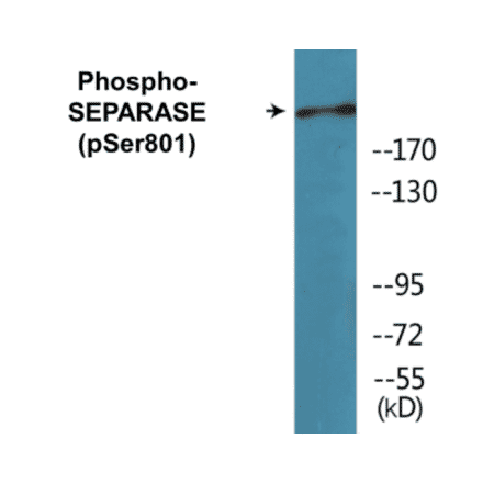 Western Blot - SEPARASE (phospho Ser801) Cell Based ELISA Kit (CBP1079) - Antibodies.com
