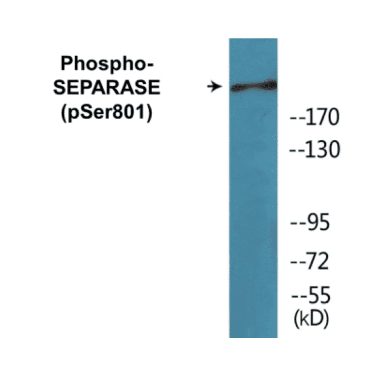 Western Blot - SEPARASE (phospho Ser801) Cell Based ELISA Kit (CBP1079) - Antibodies.com