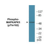 Western Blot - MAPKAPK5 (phospho Thr182) Cell Based ELISA Kit (CBP1825) - Antibodies.com