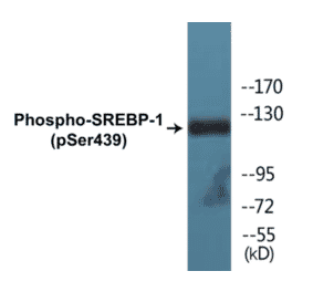 Western Blot - SREBP-1 (phospho Ser439) Cell Based ELISA Kit (CBP1839) - Antibodies.com