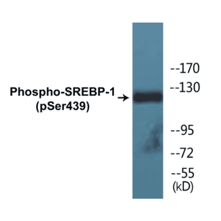 Western Blot - SREBP-1 (phospho Ser439) Cell Based ELISA Kit (CBP1839) - Antibodies.com