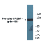 Western Blot - SREBP-1 (phospho Ser439) Cell Based ELISA Kit (CBP1839) - Antibodies.com
