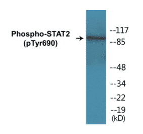 Western Blot - STAT2 (phospho Tyr690) Cell Based ELISA Kit (CBP1082) - Antibodies.com