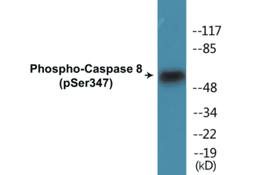 Western Blot - Caspase 8 (phospho Ser347) Cell Based ELISA Kit (CBP1052) - Antibodies.com