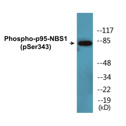 Western Blot - p95-NBS1 (phospho Ser343) Cell Based ELISA Kit (CBP1622) - Antibodies.com