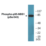 Western Blot - p95-NBS1 (phospho Ser343) Cell Based ELISA Kit (CBP1622) - Antibodies.com