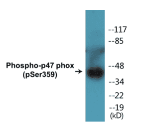 Western Blot - p47phox (phospho Ser359) Cell Based ELISA Kit (CBP1456) - Antibodies.com