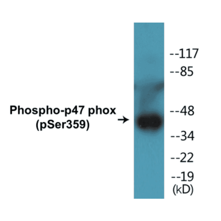 Western Blot - p47phox (phospho Ser359) Cell Based ELISA Kit (CBP1456) - Antibodies.com