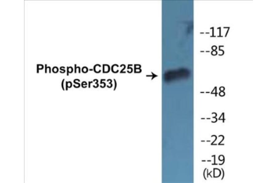 Western Blot - CDC25B (phospho Ser353) Cell Based ELISA Kit (CBP1343) - Antibodies.com