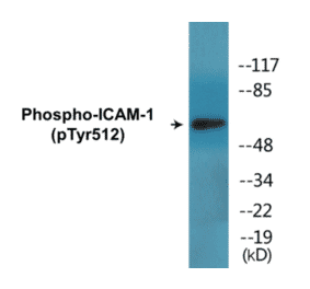Western Blot - ICAM-1 (phospho Tyr512) Cell Based ELISA Kit (CBP1582) - Antibodies.com