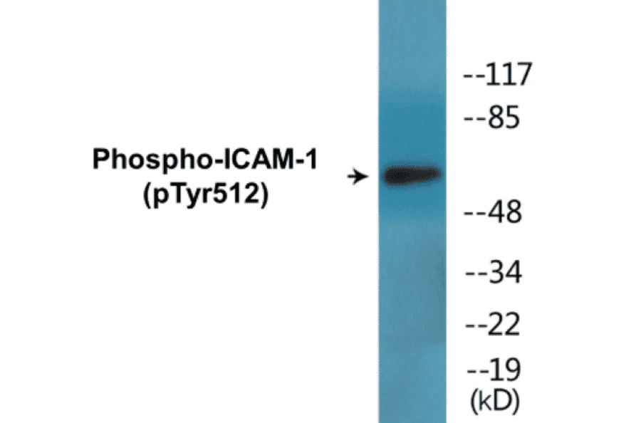 Western Blot - ICAM-1 (phospho Tyr512) Cell Based ELISA Kit (CBP1582) - Antibodies.com