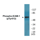 Western Blot - ICAM-1 (phospho Tyr512) Cell Based ELISA Kit (CBP1582) - Antibodies.com