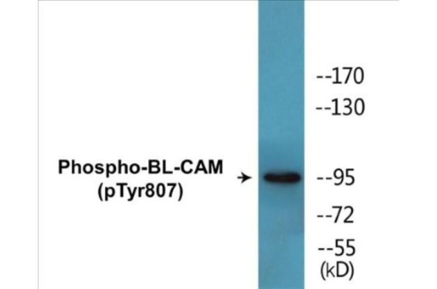 Western Blot - BL-CAM (phospho Tyr807) Cell Based ELISA Kit (CBP1790) - Antibodies.com