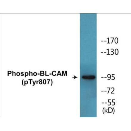Western Blot - BL-CAM (phospho Tyr807) Cell Based ELISA Kit (CBP1790) - Antibodies.com