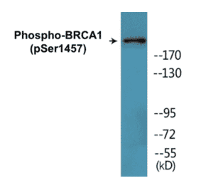 Western Blot - BRCA1 (phospho Ser1457) Cell Based ELISA Kit (CBP1810) - Antibodies.com