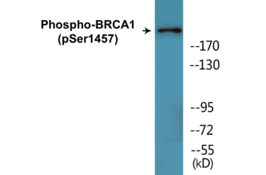 Western Blot - BRCA1 (phospho Ser1457) Cell Based ELISA Kit (CBP1810) - Antibodies.com