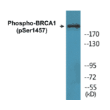 Western Blot - BRCA1 (phospho Ser1457) Cell Based ELISA Kit (CBP1810) - Antibodies.com