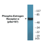 Western Blot - Estrogen Receptor alpha (phospho Ser167) Cell Based ELISA Kit (CBP1549) - Antibodies.com