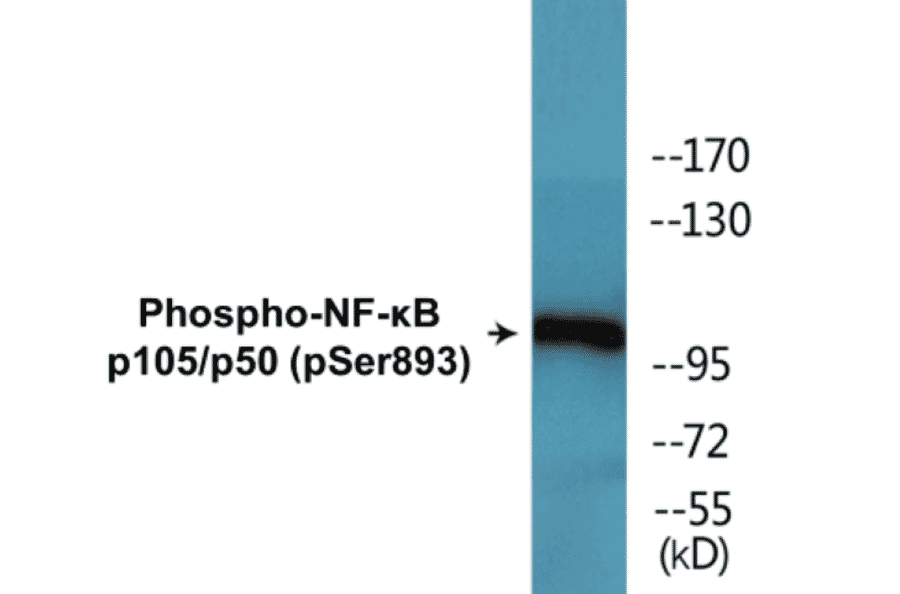 Western Blot - NF-kB p105 / p50 (phospho Ser893) Cell Based ELISA Kit (CBP1629) - Antibodies.com