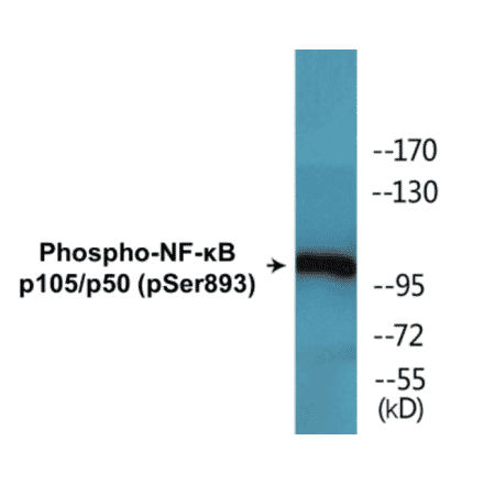 Western Blot - NF-kB p105 / p50 (phospho Ser893) Cell Based ELISA Kit (CBP1629) - Antibodies.com