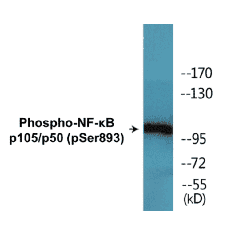 Western Blot - NF-kB p105 / p50 (phospho Ser893) Cell Based ELISA Kit (CBP1629) - Antibodies.com