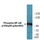 Western Blot - NF-kB p105 / p50 (phospho Ser893) Cell Based ELISA Kit (CBP1629) - Antibodies.com