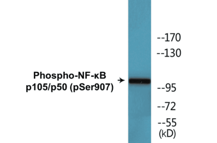 Western Blot - NF-kB p105 / p50 (phospho Ser907) Cell Based ELISA Kit (CBP1630) - Antibodies.com