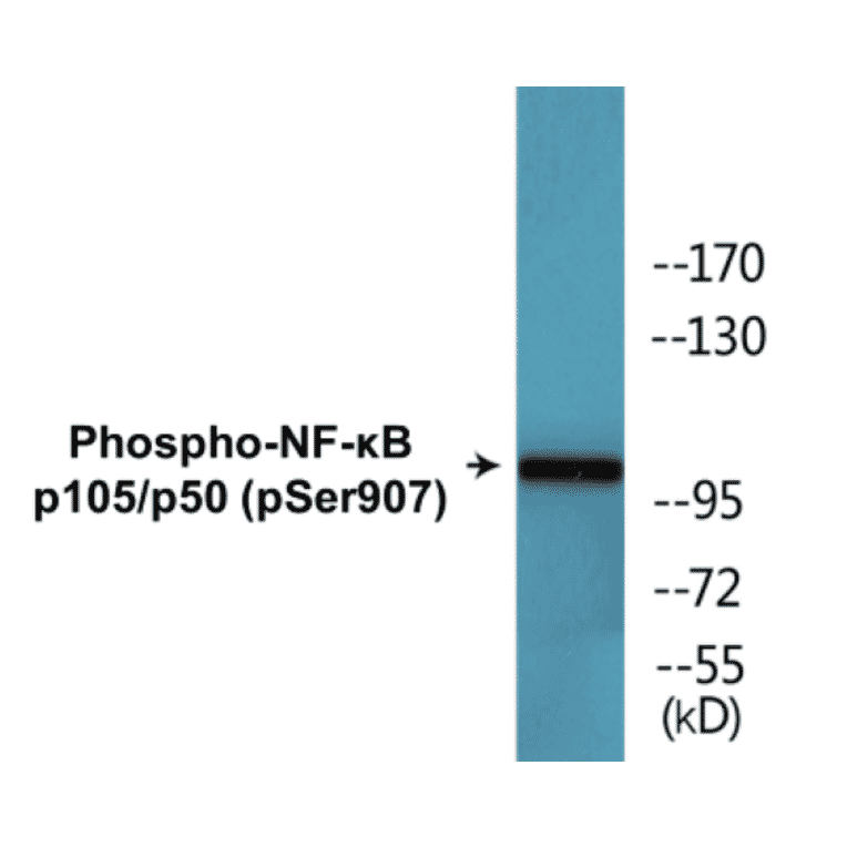 Western Blot - NF-kB p105 / p50 (phospho Ser907) Cell Based ELISA Kit (CBP1630) - Antibodies.com