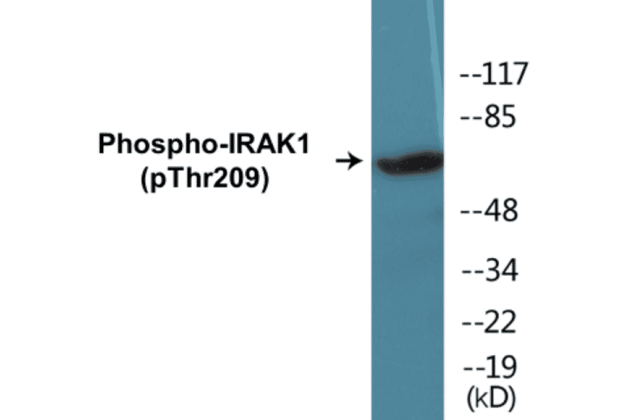 Western Blot - IRAK1 (phospho Thr209) Cell Based ELISA Kit (CBP1425) - Antibodies.com