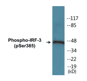 Western Blot - IRF-3 (phospho Ser385) Cell Based ELISA Kit (CBP1166) - Antibodies.com