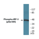 Western Blot - IRF-3 (phospho Ser385) Cell Based ELISA Kit (CBP1166) - Antibodies.com