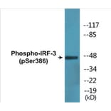 Western Blot - IRF-3 (phospho Ser386) Cell Based ELISA Kit (CBP1776) - Antibodies.com