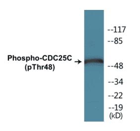 Western Blot - CDC25C (phospho Thr48) Cell Based ELISA Kit (CBP1247) - Antibodies.com