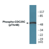 Western Blot - CDC25C (phospho Thr48) Cell Based ELISA Kit (CBP1247) - Antibodies.com