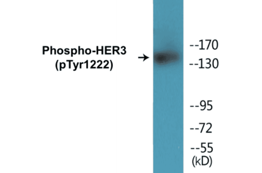 Western Blot - HER3 (phospho Tyr1222) Cell Based ELISA Kit (CBP1380) - Antibodies.com