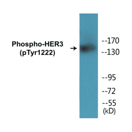Western Blot - HER3 (phospho Tyr1222) Cell Based ELISA Kit (CBP1380) - Antibodies.com