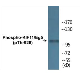 Western Blot - KIF11 (phospho Thr926) Cell Based ELISA Kit (CBP1429) - Antibodies.com