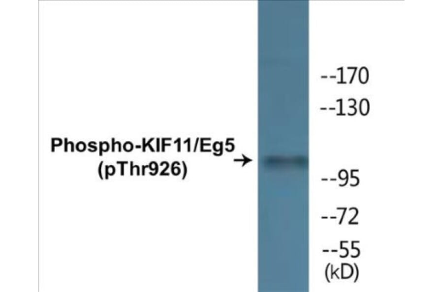 Western Blot - KIF11 (phospho Thr926) Cell Based ELISA Kit (CBP1429) - Antibodies.com