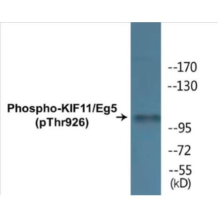 Western Blot - KIF11 (phospho Thr926) Cell Based ELISA Kit (CBP1429) - Antibodies.com