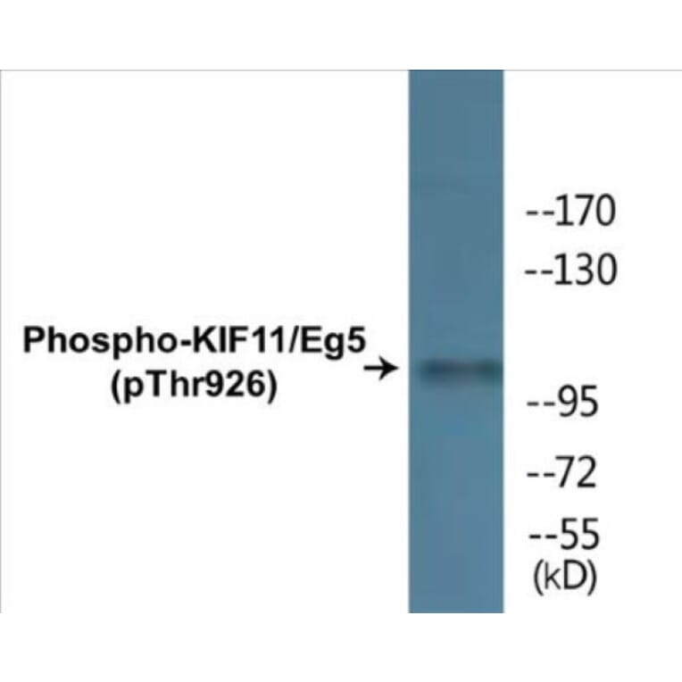 Western Blot - KIF11 (phospho Thr926) Cell Based ELISA Kit (CBP1429) - Antibodies.com